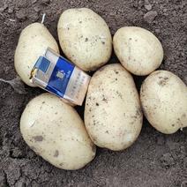 土豆大量上市中，基地直发，现采现发，一手货源，保质保量！