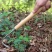 除草神器拔草连根手工园艺铲子松土取根起草器挖土挖野菜农用