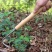 除草神器拔草连根手工园艺铲子松土取根起草器挖土挖野菜农用