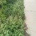 大艾叶全叶无杆