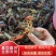 湖北潜江小龙虾，活体硬规格齐全，不掺死虾，基地直供