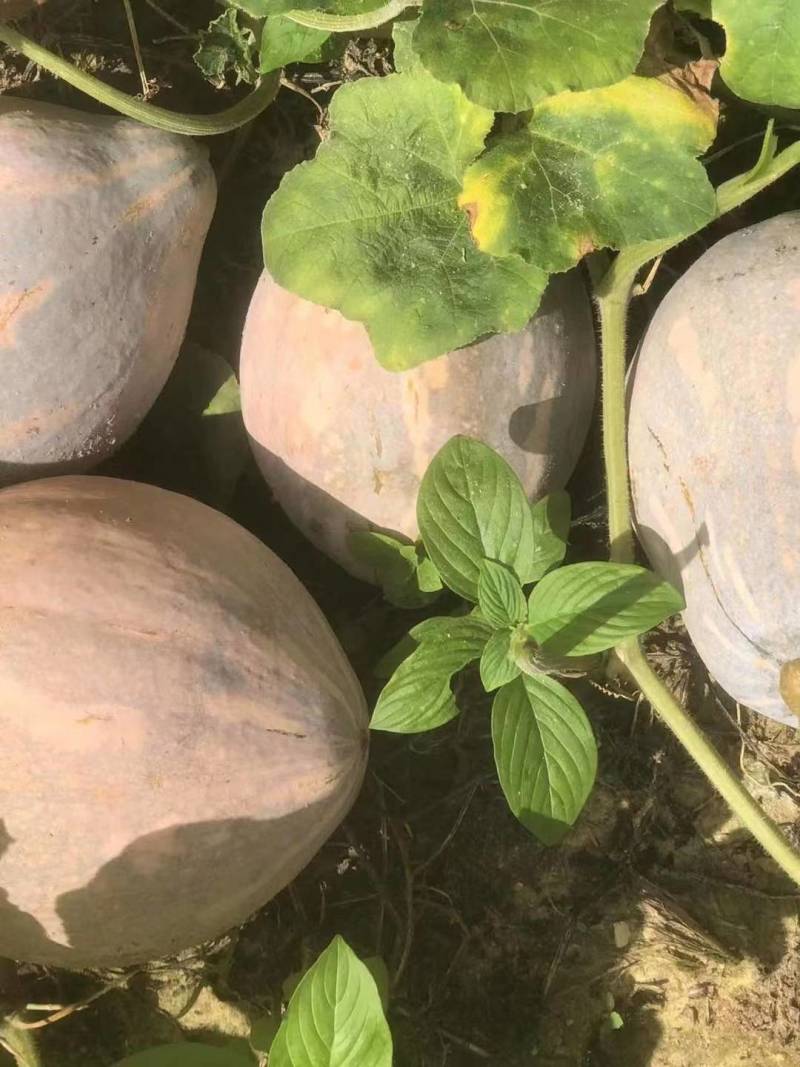 香芋南瓜1.5～3斤基地直供