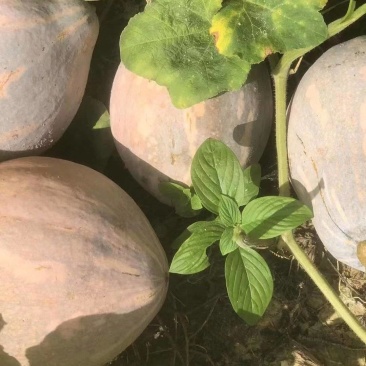 香芋南瓜1.5～3斤基地直供