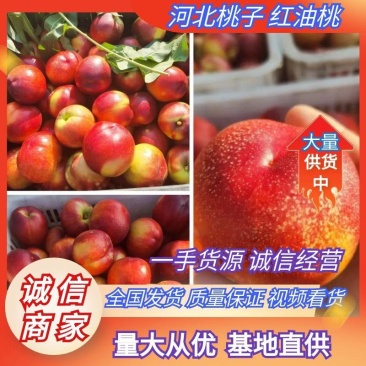 河北油桃金辉红油桃大量上市啦欢迎各位老板咨询量大从优