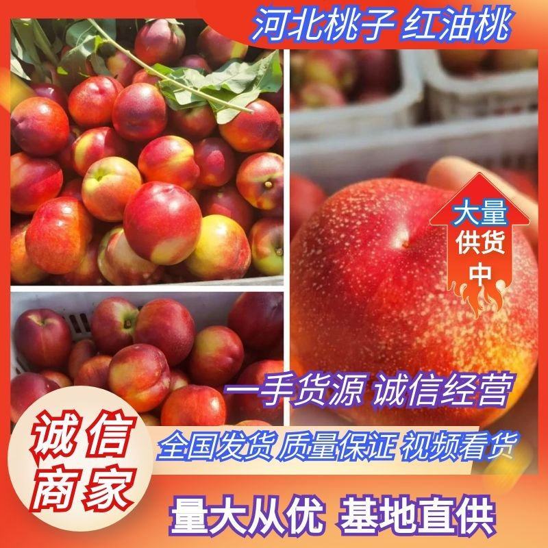 河北油桃金辉红油桃大量上市啦欢迎各位老板咨询量大从优