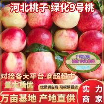 精品桃-绿化9号桃大量上市，产地直发，商超品质，欢迎