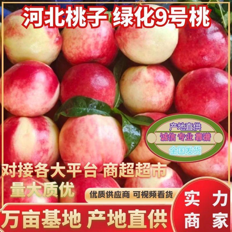 精品桃-绿化9号桃大量上市，产地直发，商超品质，欢迎联系