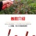 锰钢种菜种花家用锄草小锄头户外洋镐锄挖野菜除草工具园艺小