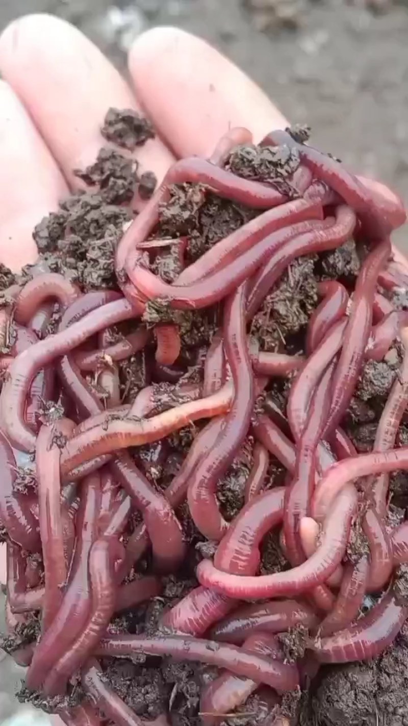 纯牛粪大蚯蚓