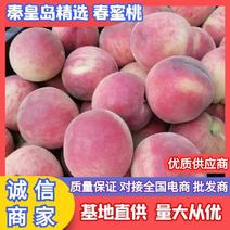 春蜜桃河北桃子规格齐全品种多量大欢迎咨询采