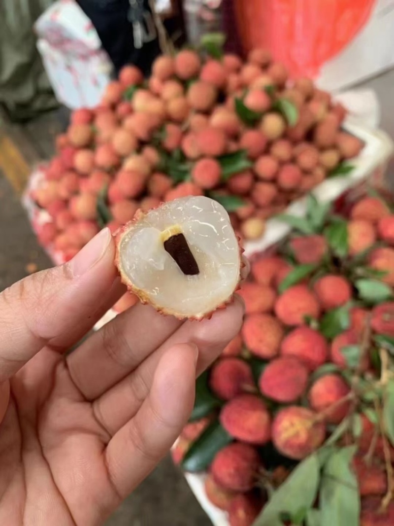 广东高州荔枝，白糖罂，桂味原产地代办