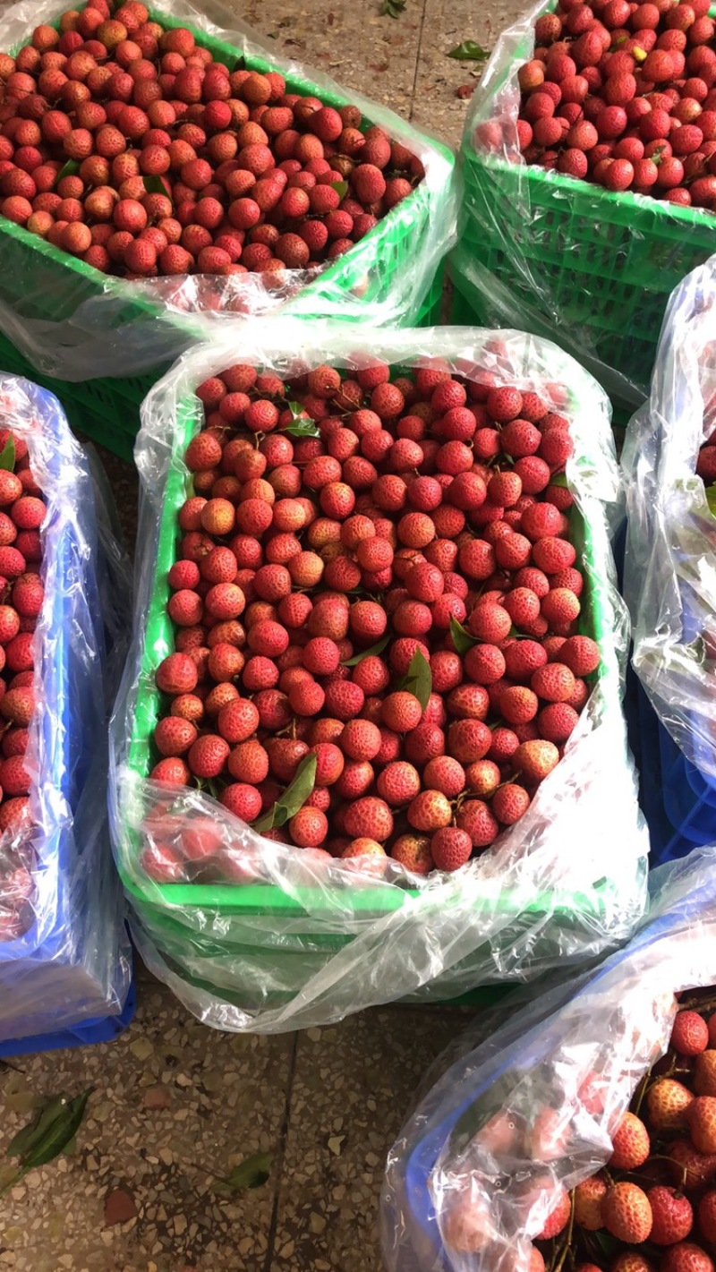 广东高州荔枝，白糖罂，桂味原产地代办