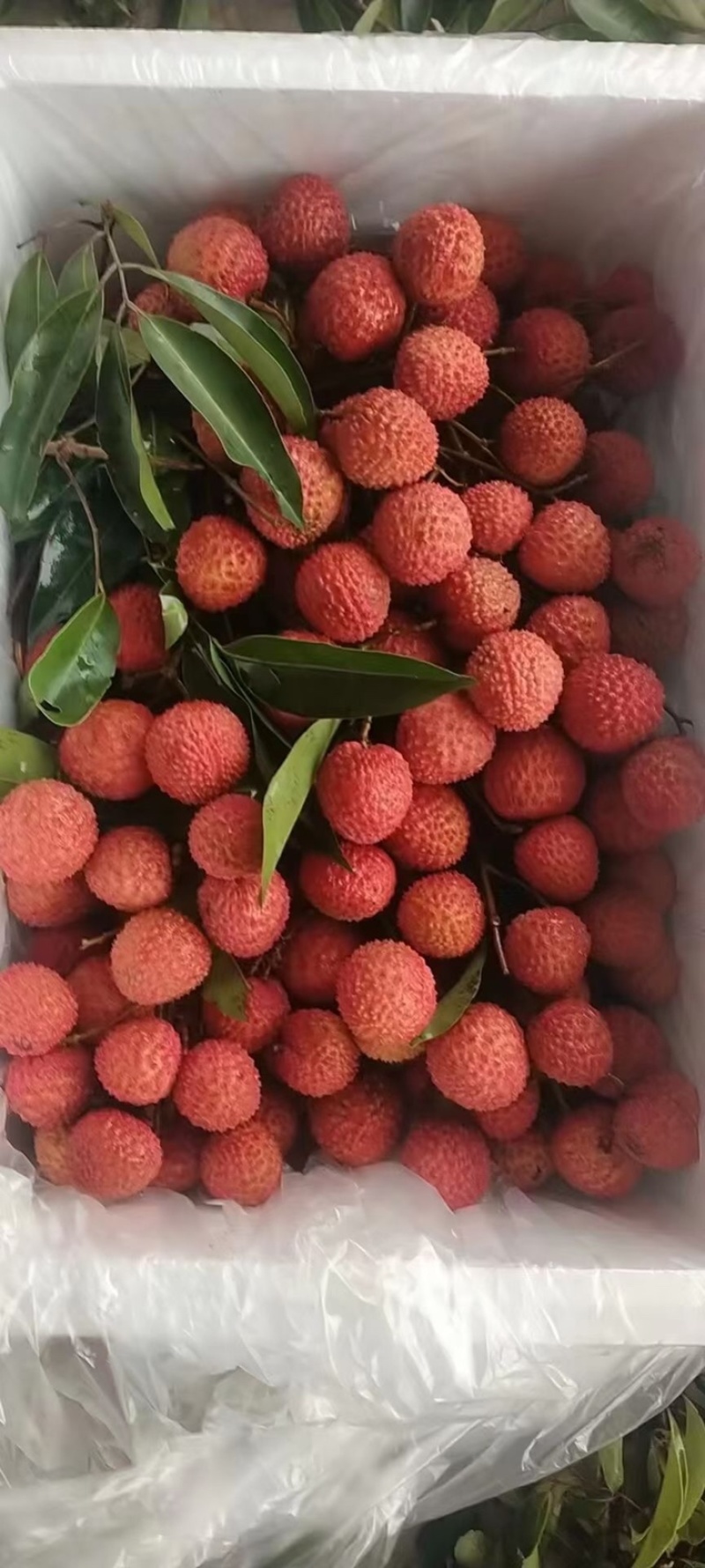 广东高州荔枝，白糖罂，桂味原产地代办