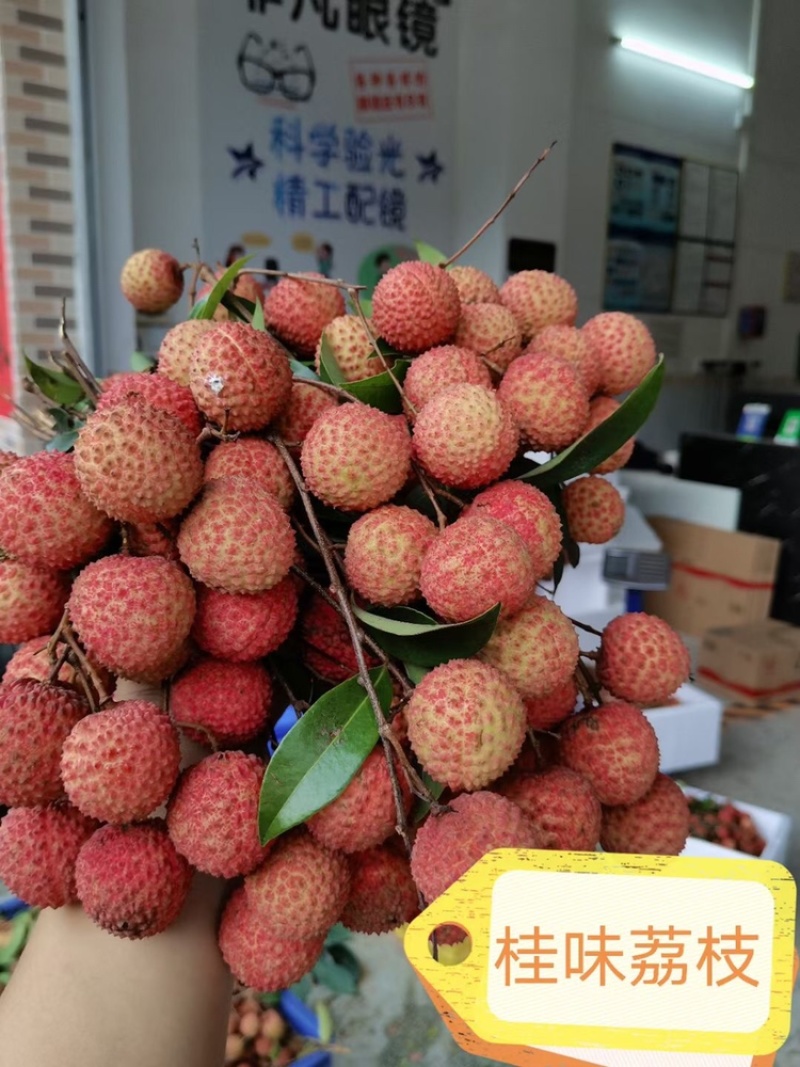 广东高州荔枝，白糖罂，桂味原产地代办