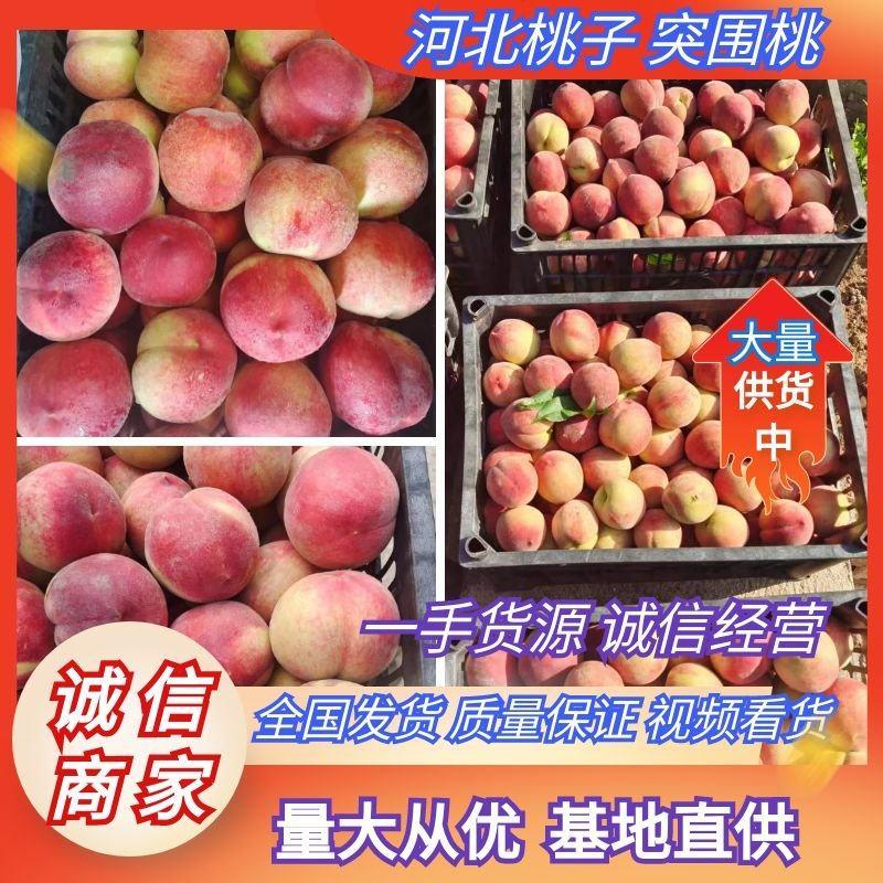 突围桃河北桃子品种多规格齐全量大优惠支持视频看货