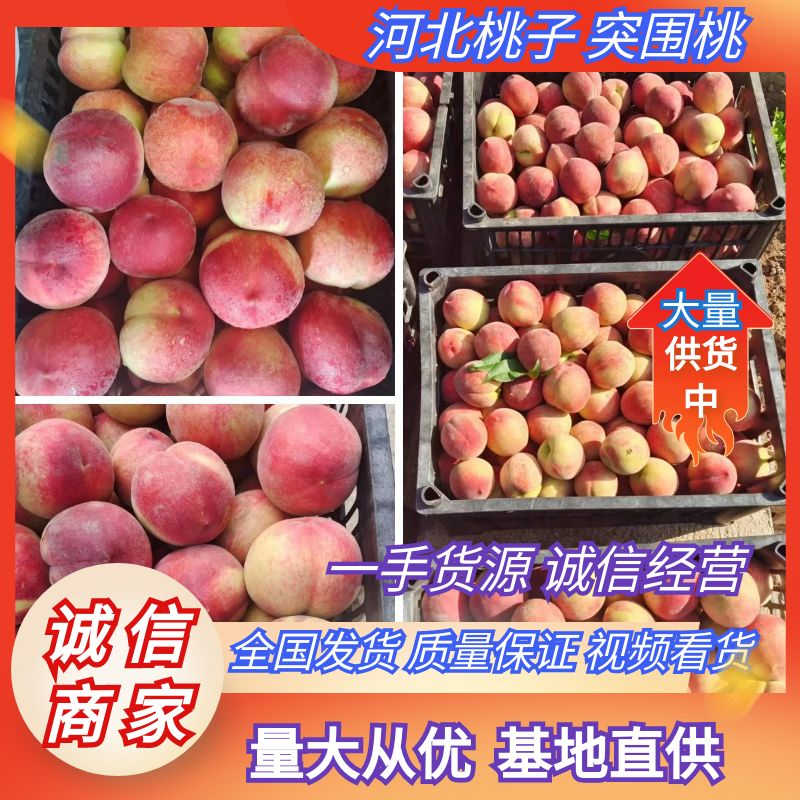 河北桃子突围桃品种多价格便宜规格齐全对接商超市场