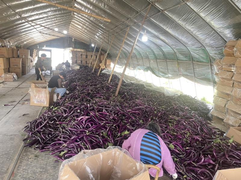 精品线茄上市现摘现发长期供应日出2万斤无代收费