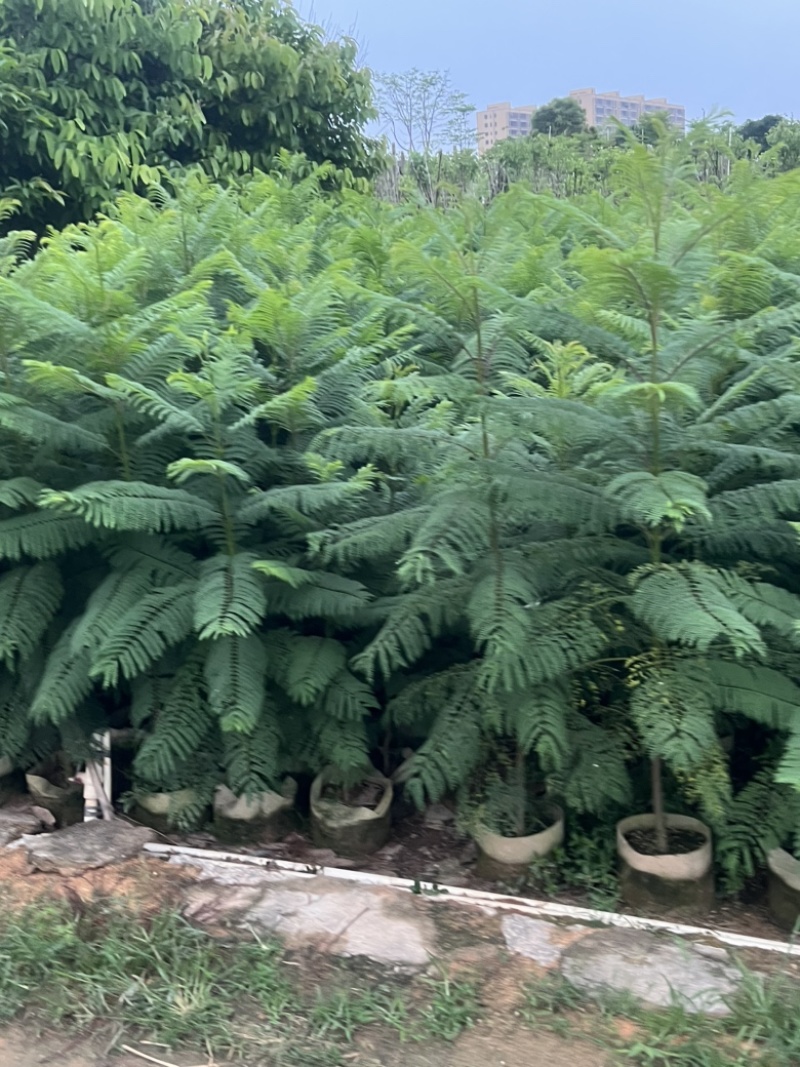 供应优质苗木：蓝花楹