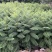 供应优质苗木：蓝花楹