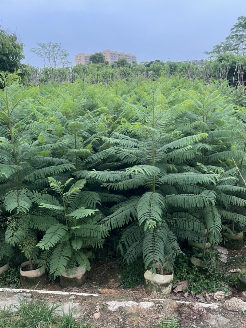 供应优质苗木：蓝花楹