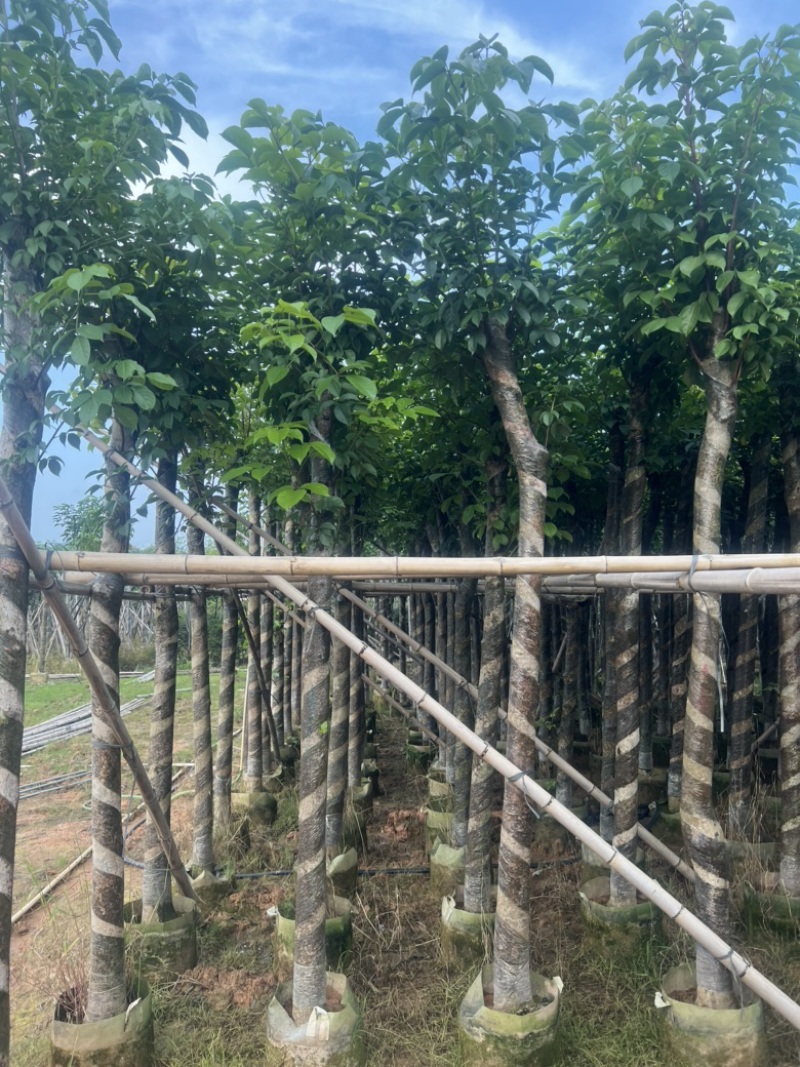 供应优质苗木：秋枫