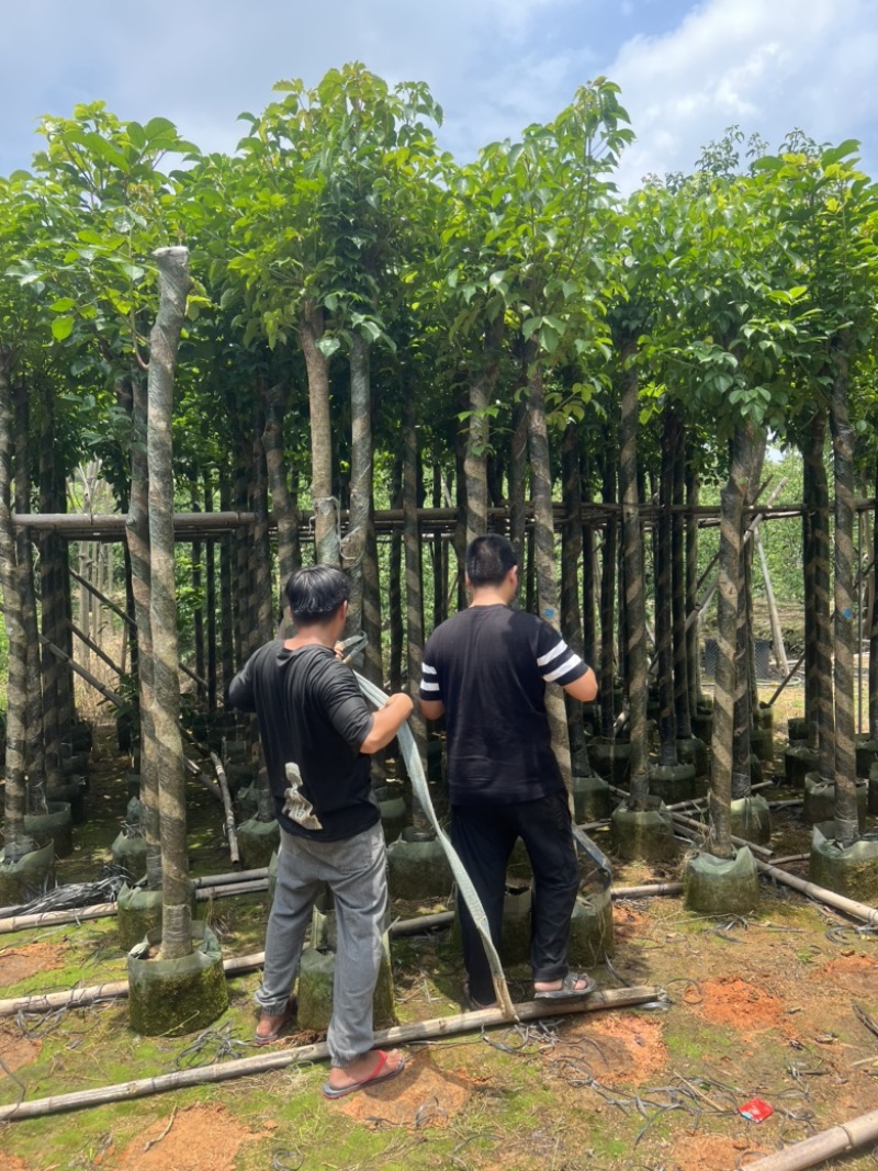 供应优质苗木：秋枫
