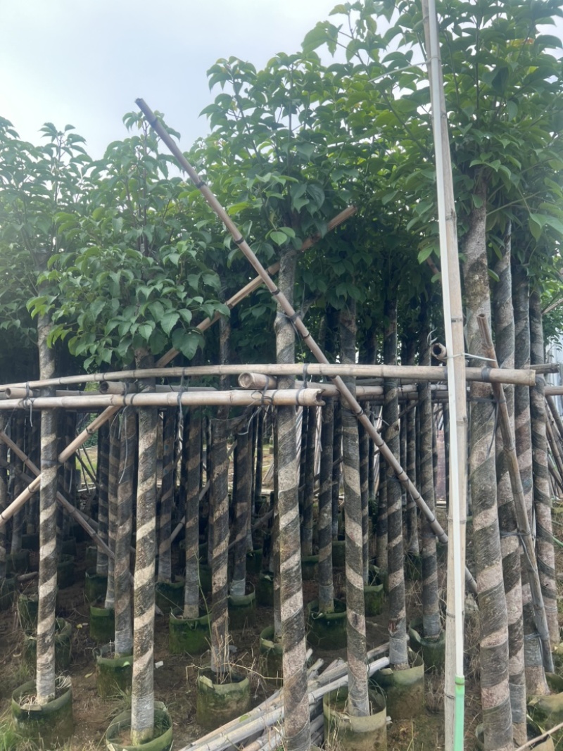 供应优质苗木：秋枫