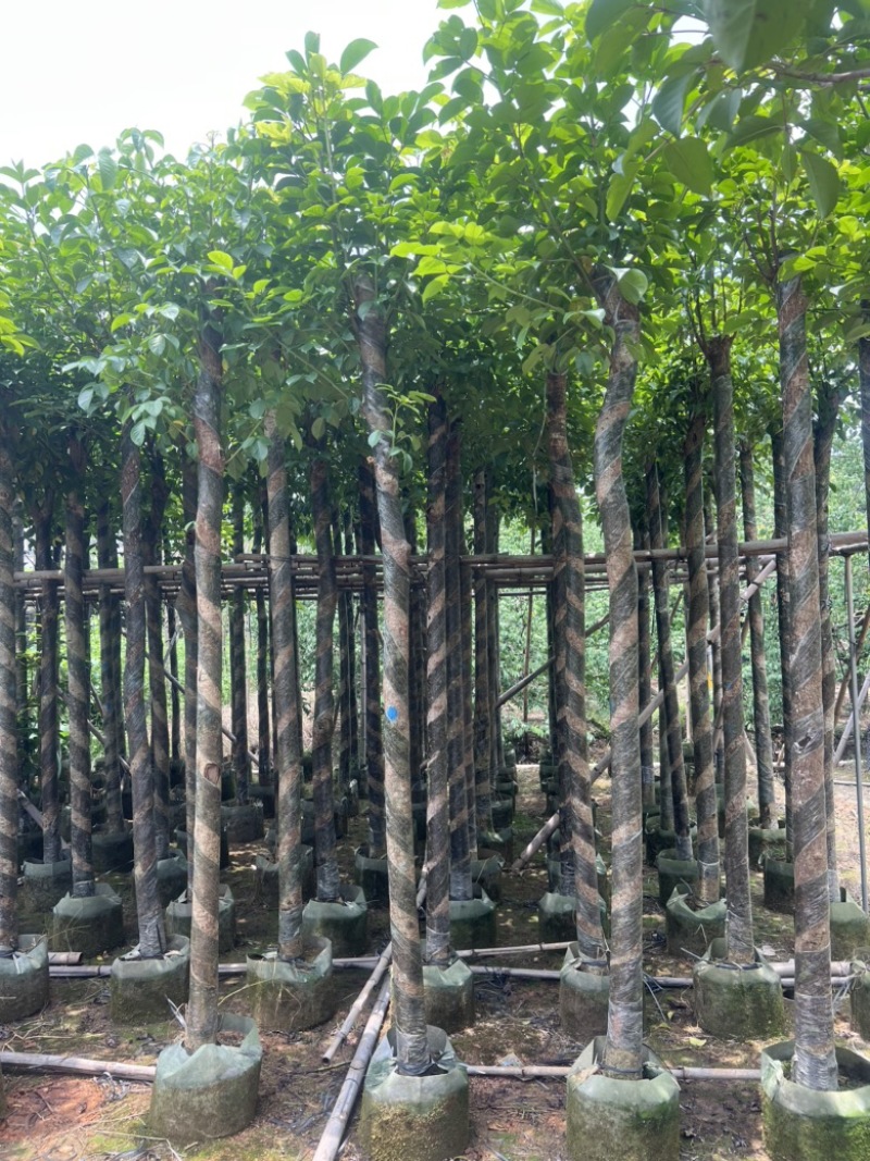供应优质苗木：秋枫