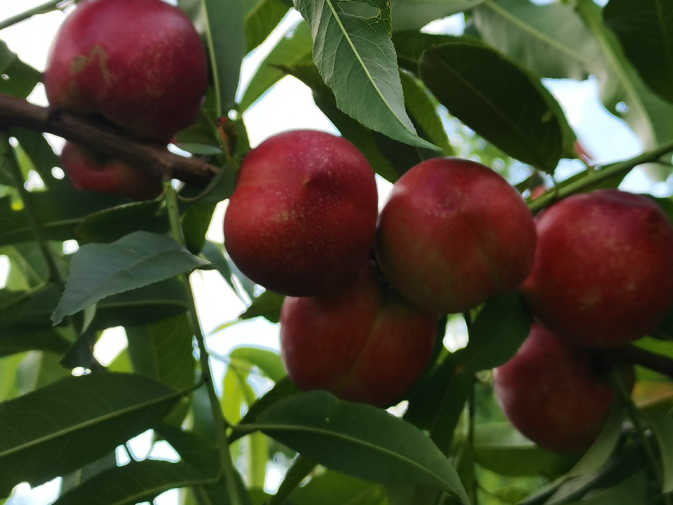 一位老人坐在柿子树下,仰望树上的果实,背景是夕阳余晖,营造出宁静温馨的氛围 柿子树下的宁静时光