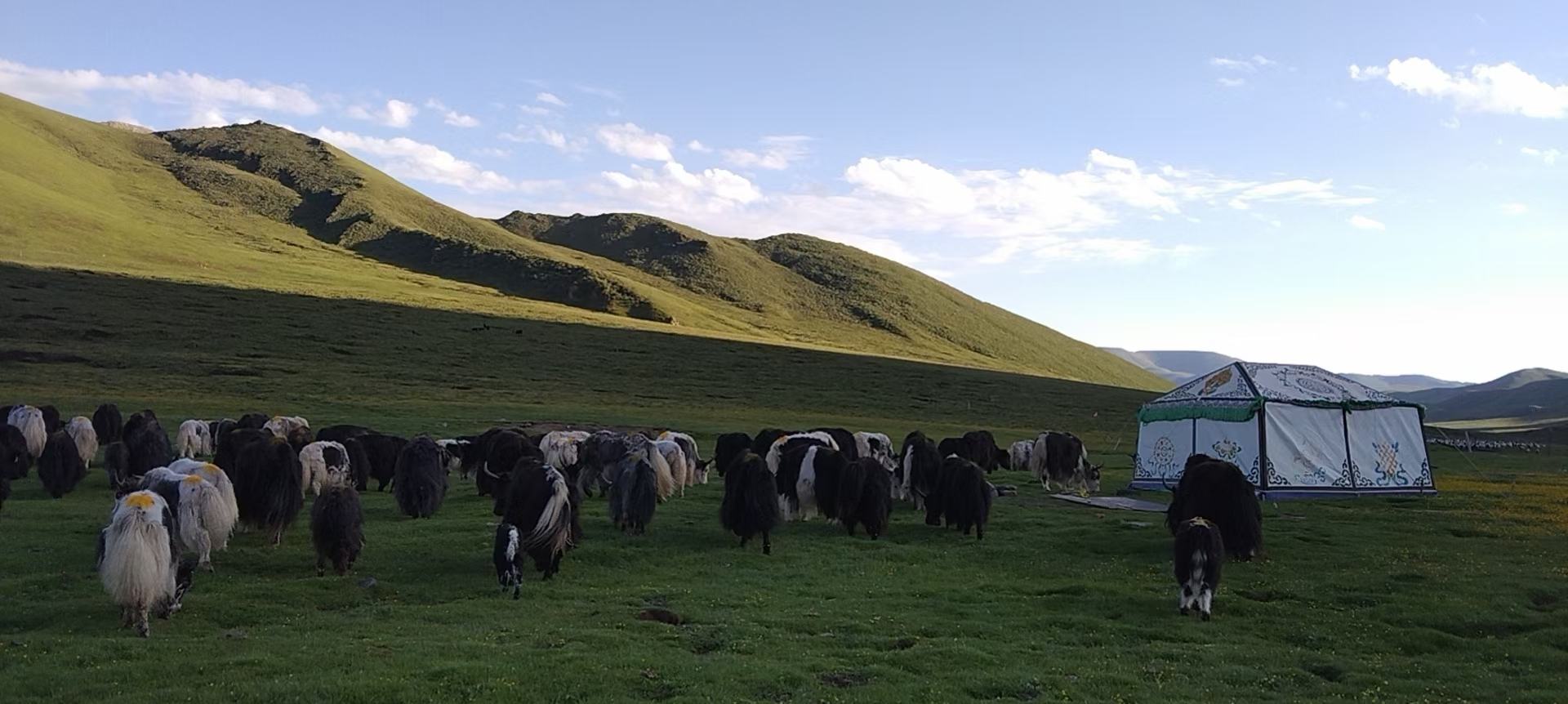 羊驼群在高原上活动