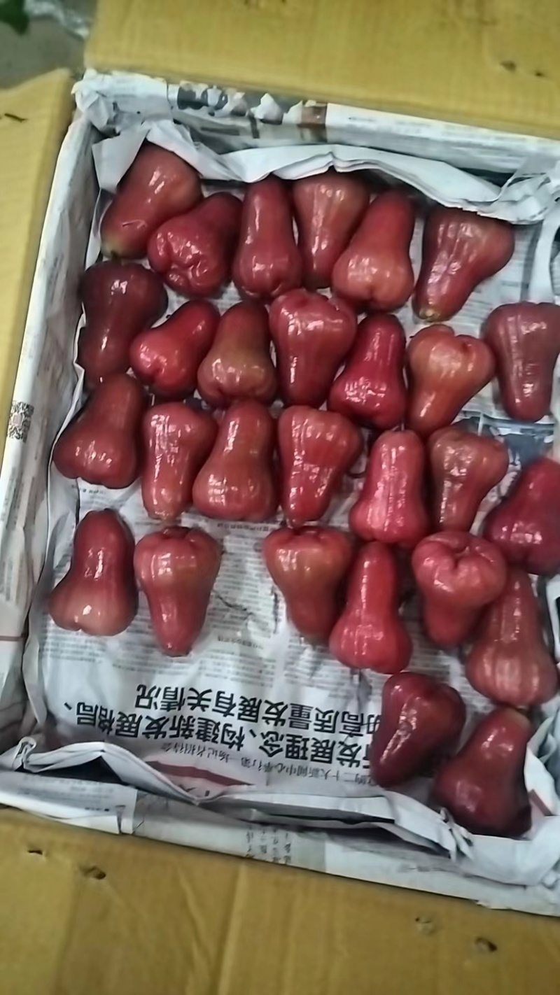 海南莲雾黑金刚大量现货供应全国各地批发市场社区团购