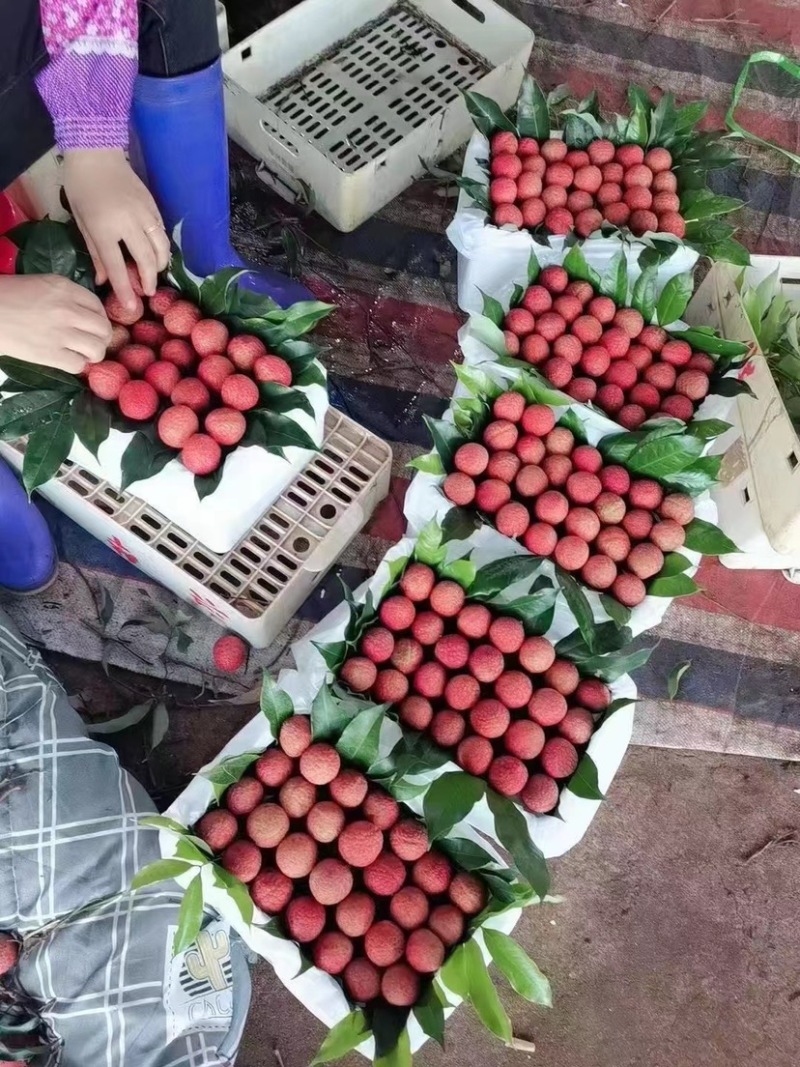 白糖罂荔枝妃子笑