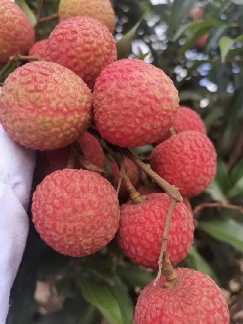 白糖罂荔枝妃子笑