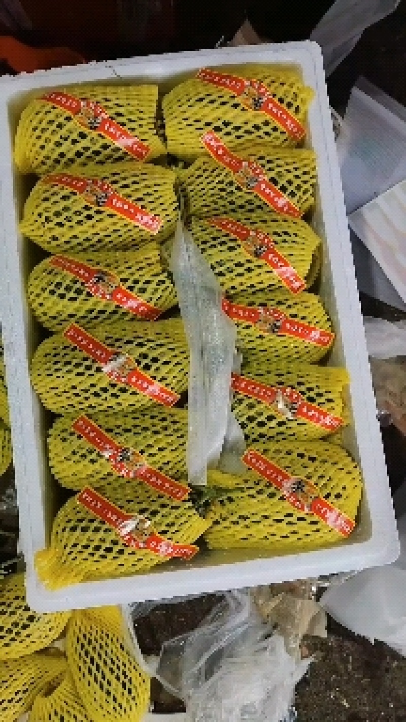 博洋九，61