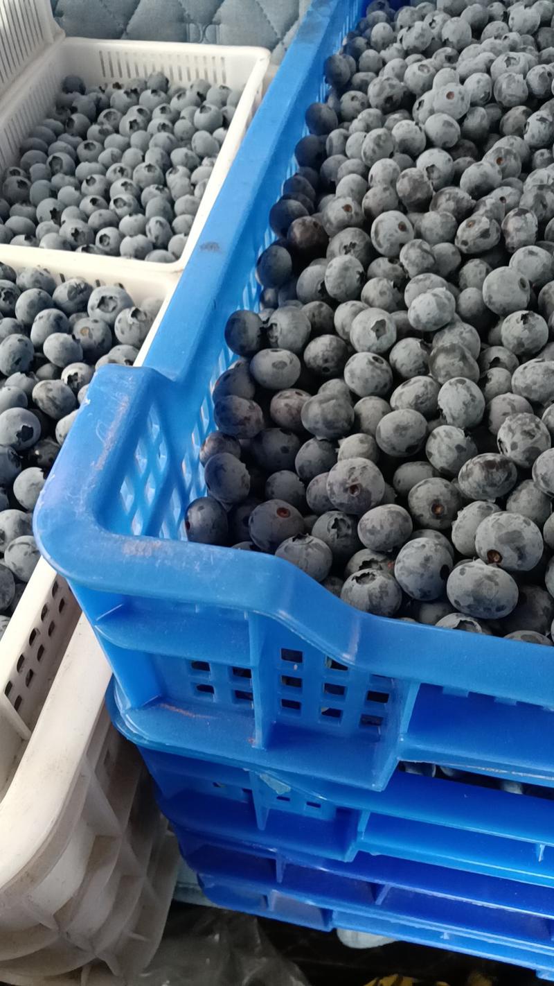 蓝莓跳水价