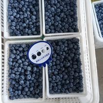 蓝莓跳水价