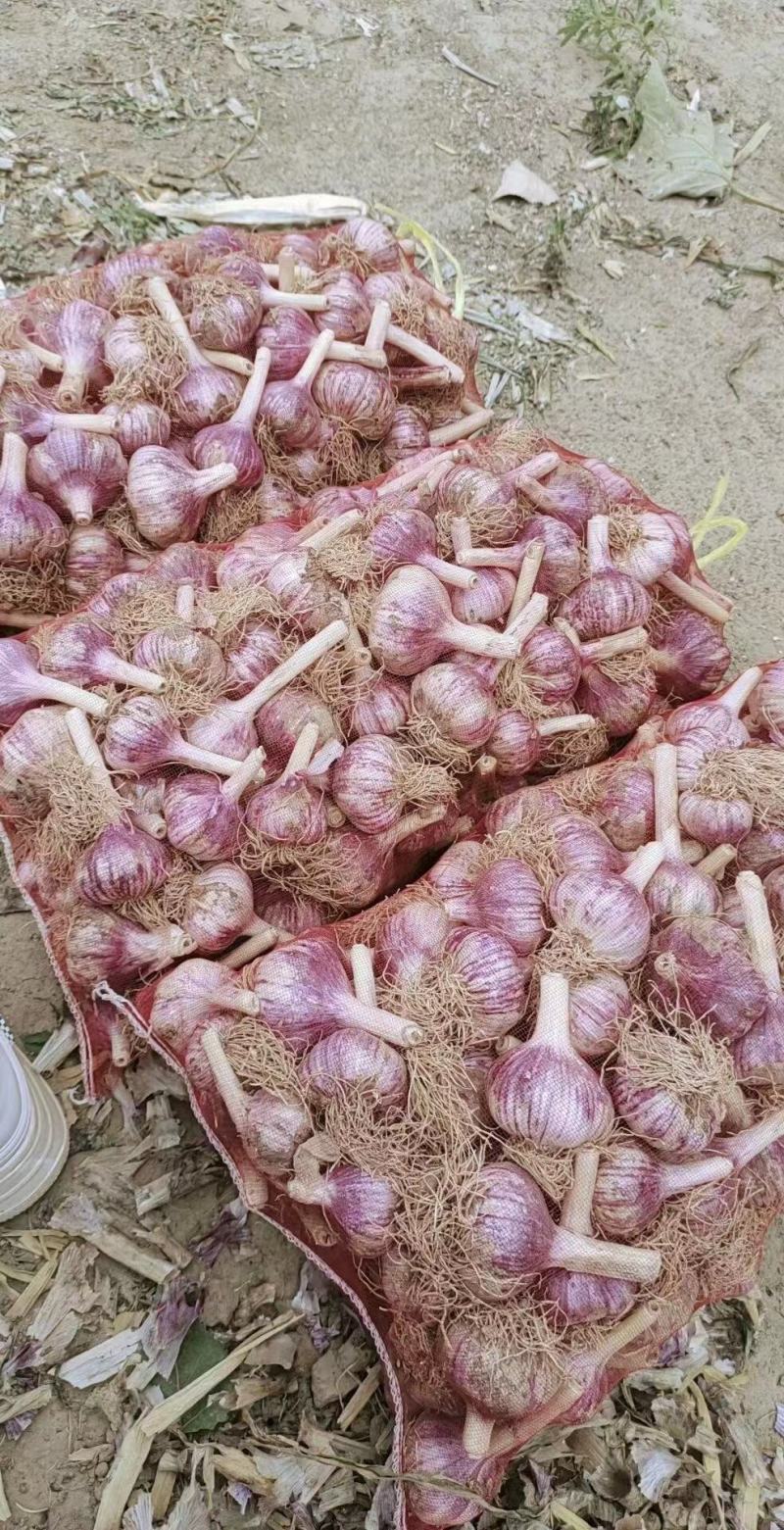 市场级精品大蒜优质货源鲜蒜半干蒜成色好个头大