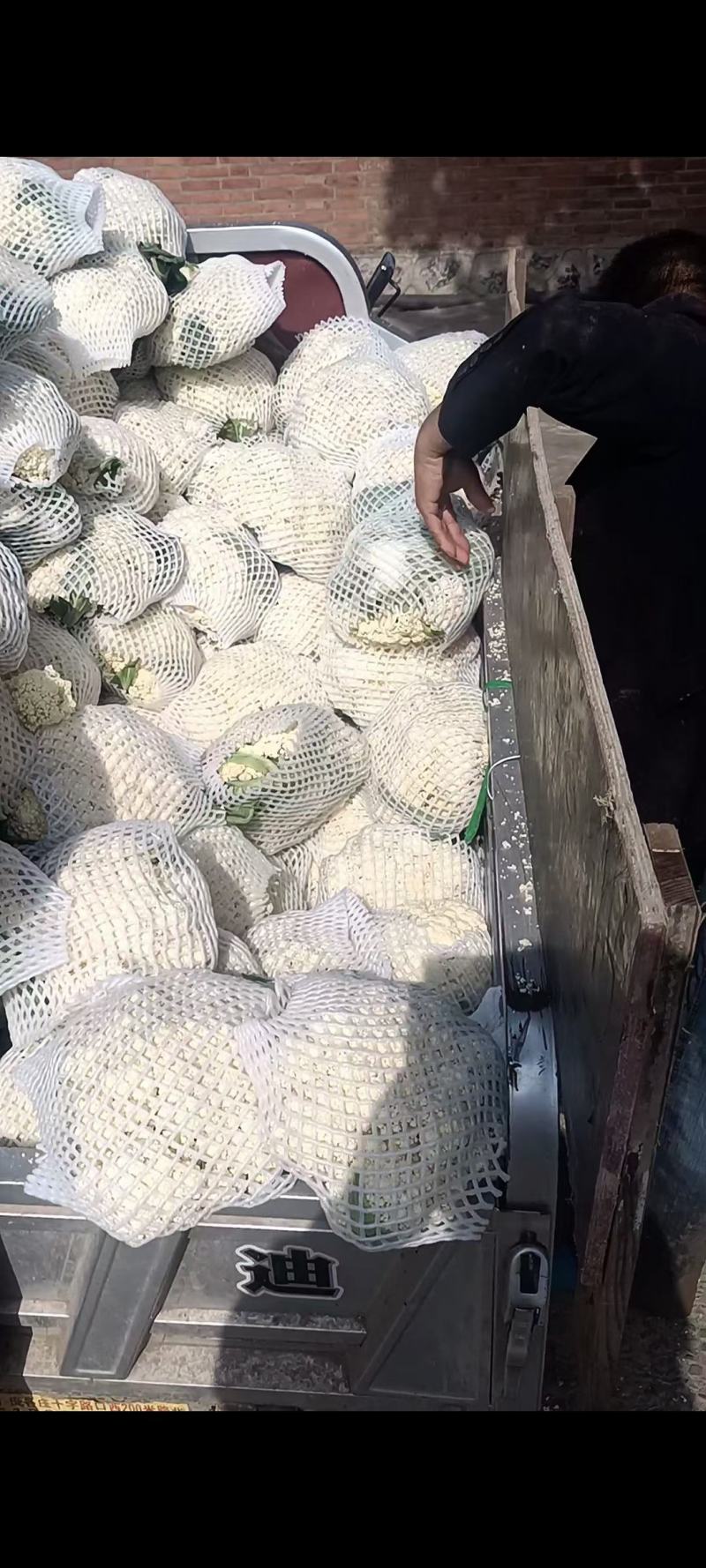 河北省唐山市乐亭县有机菜花大量上市！需要的老板联系