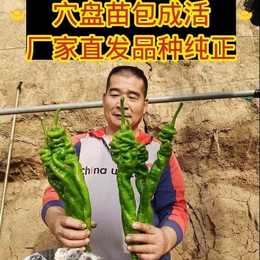 螺丝椒苗，高端全螺，半螺，黄绿皮，穴盘苗厂家直发破损包赔