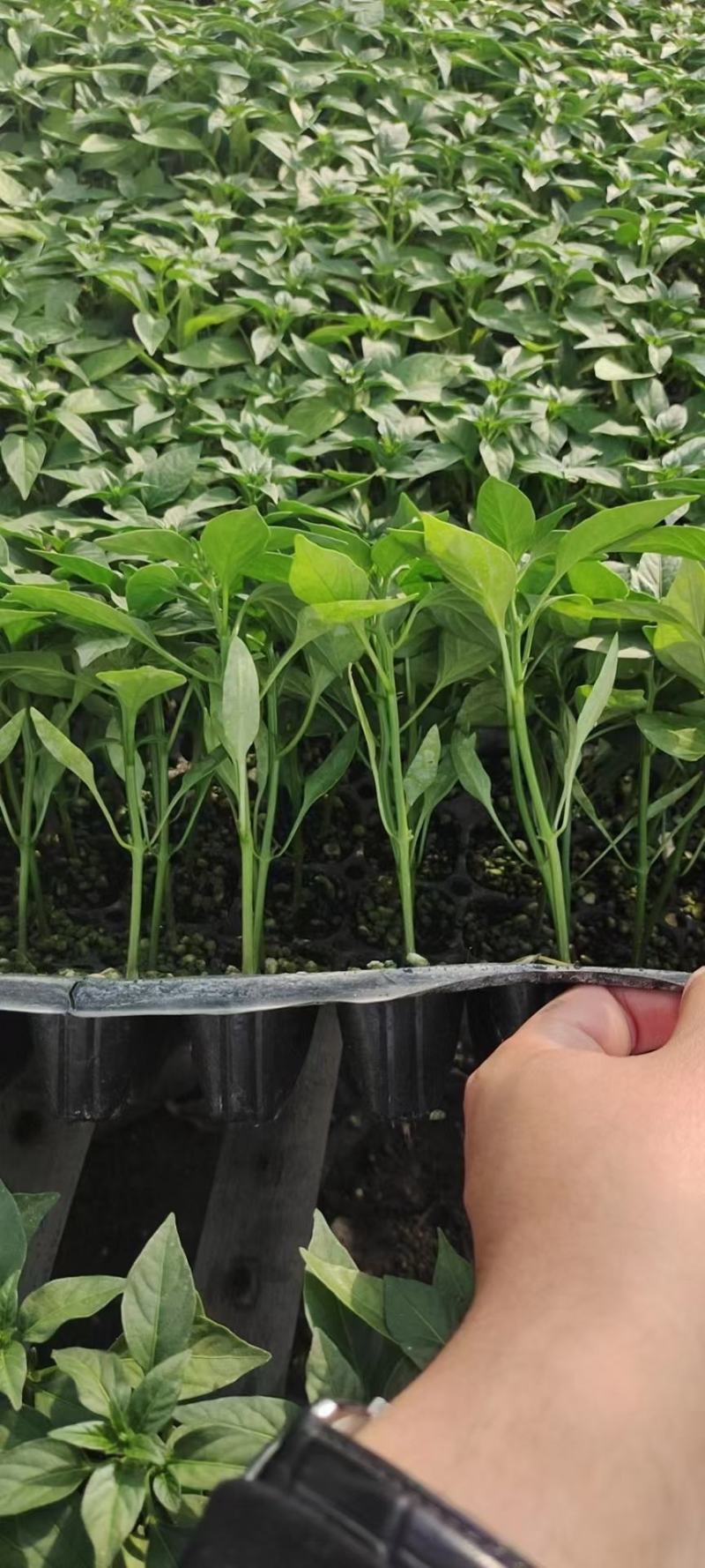 螺丝椒苗，高端全螺，半螺，黄绿皮，穴盘苗厂家直发破损包赔
