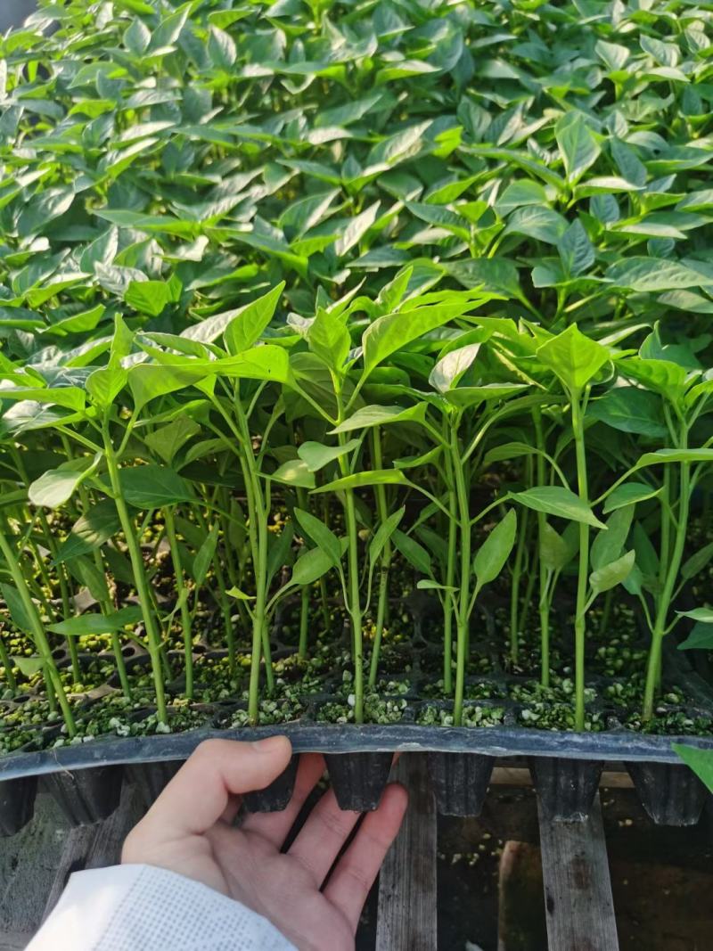 螺丝椒苗，高端全螺，半螺，黄绿皮，穴盘苗厂家直发破损包赔