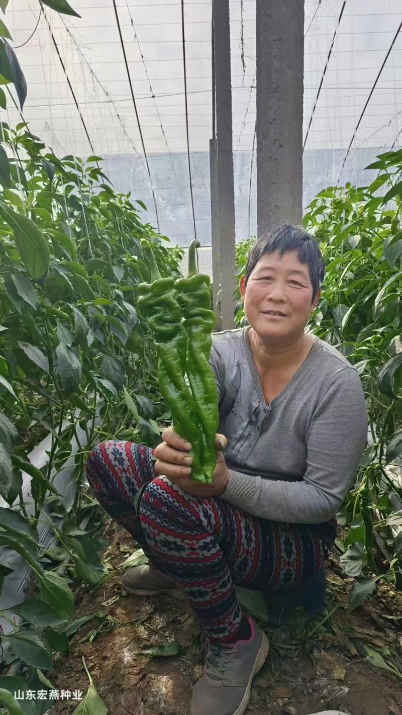螺丝椒苗，高端全螺，半螺，黄绿皮，穴盘苗厂家直发破损包赔