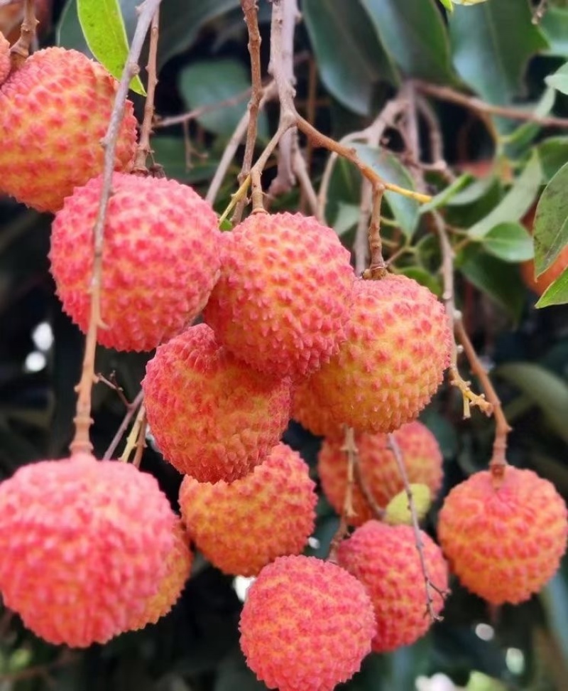 广东妃子笑荔枝，白糖罂荔枝大量上市了，核小肉厚，