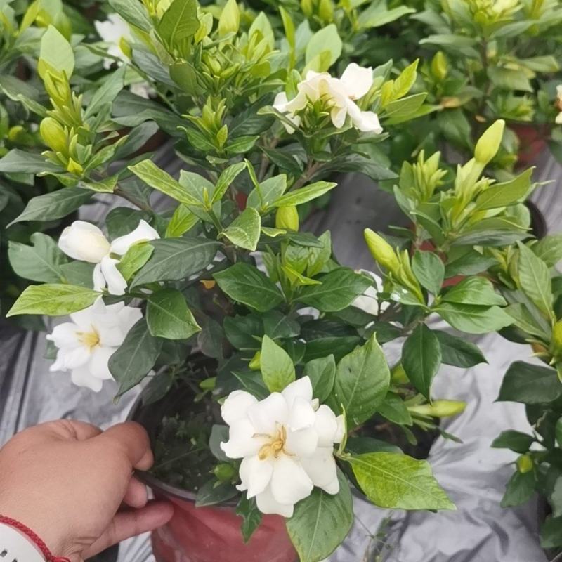 四季栀子花
