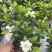四季栀子花