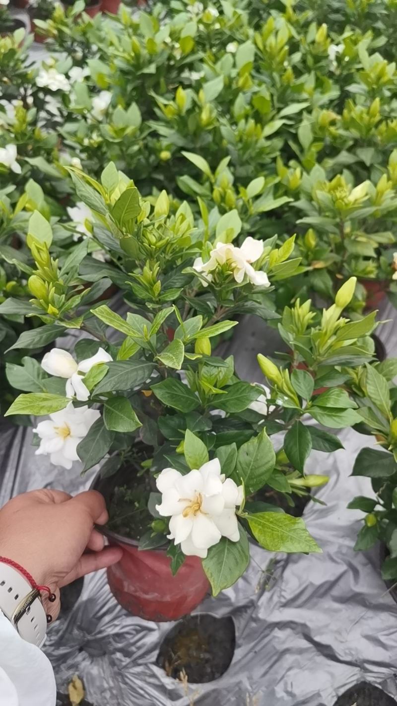 四季栀子花