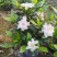 四季栀子花