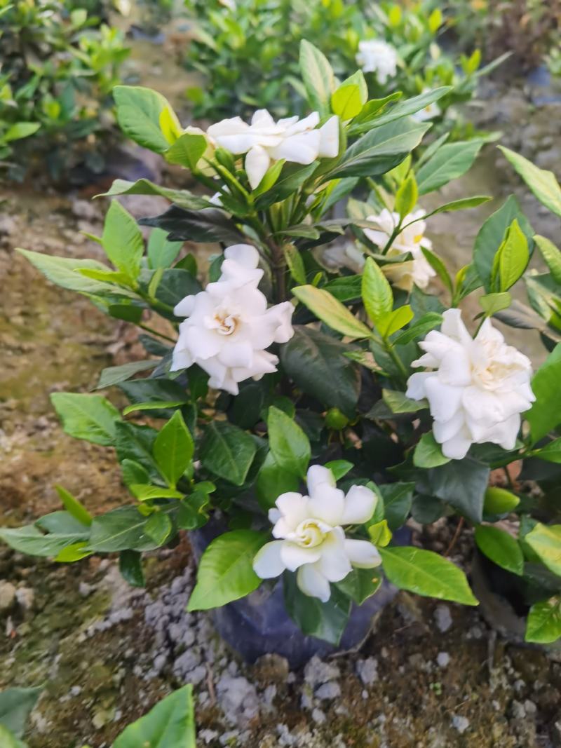 四季栀子花