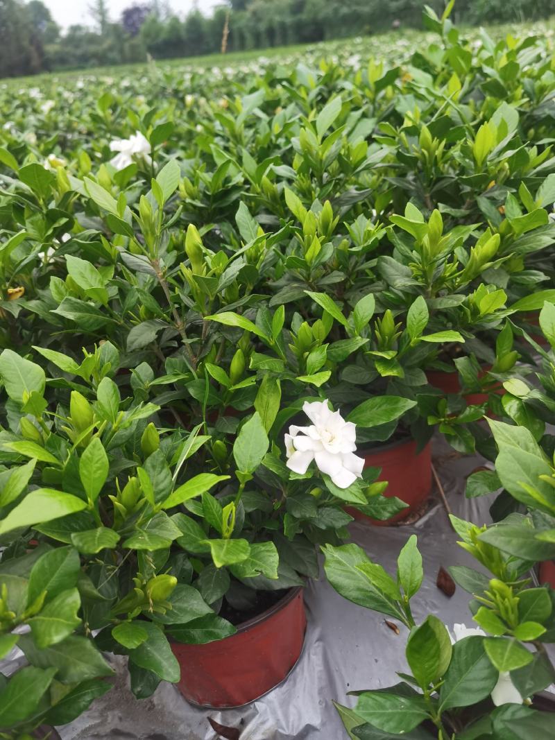 四季栀子花