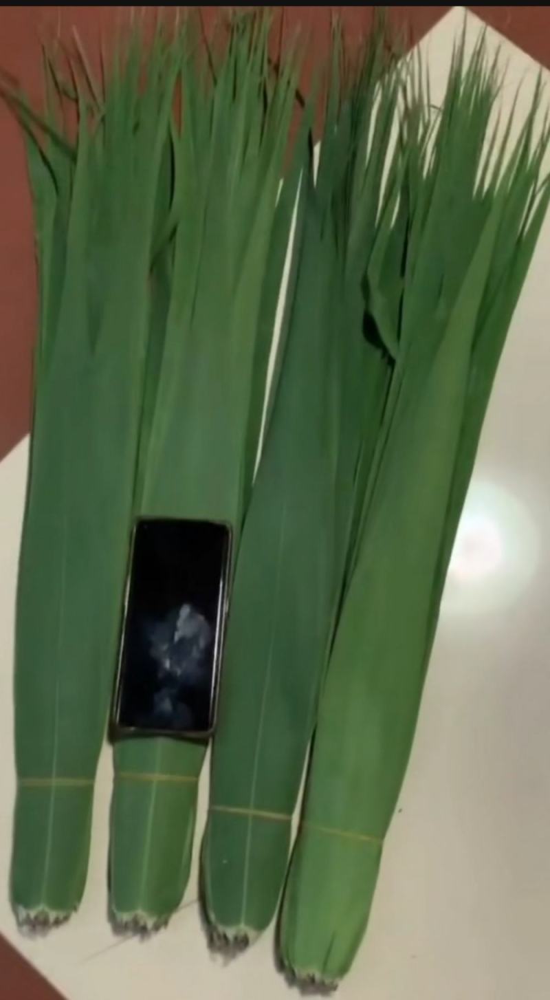 连云港精品芦苇叶粽叶产地供货规格齐全诚信经营